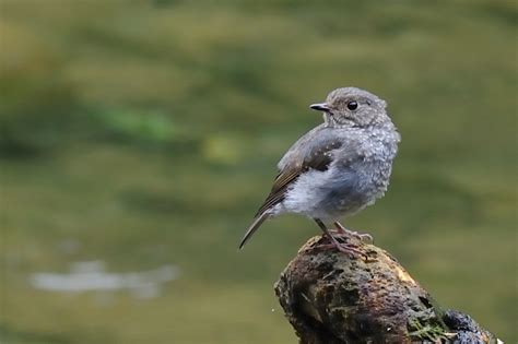 夢到幼鳥